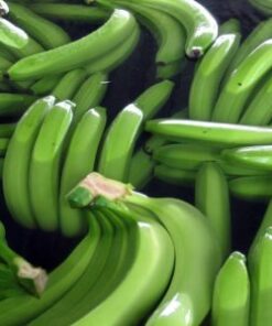 CAVENDISH BANANA