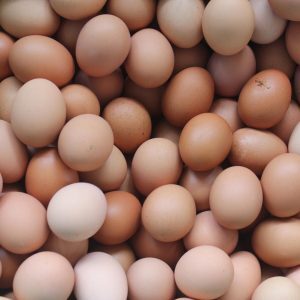 EGGS & EGG POWDER