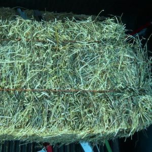 ALFALFA HAY