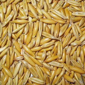 BARLEY GRAIN