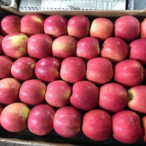 FRESH APPLE